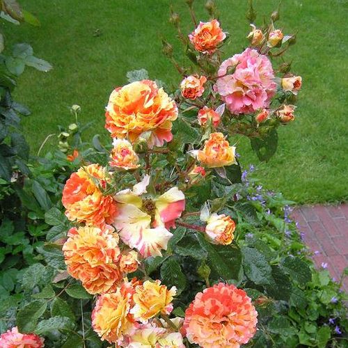 Żółty z pomarańczowymi paskami - róże rabatowe floribunda